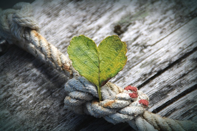 heart-g824c4a91e_640